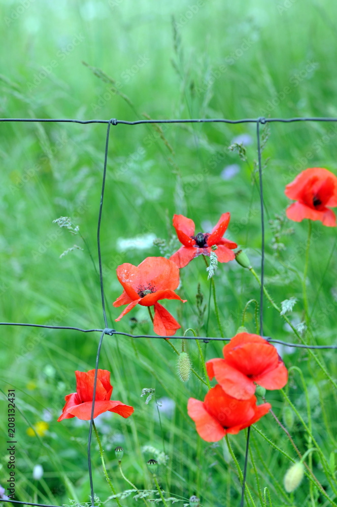 Obraz premium Papavero
