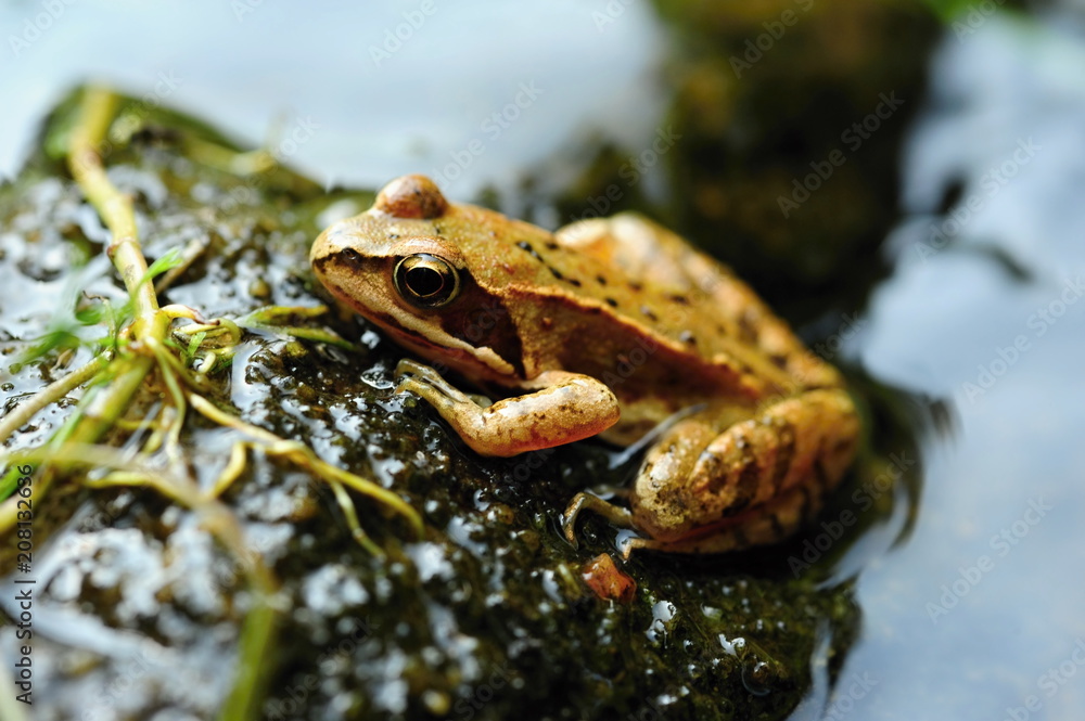 Obraz premium Small brown frog