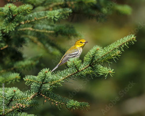 Black throated green warbler perched in a boreal forest Quebec Canada.