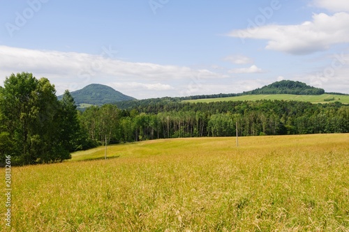 Beautiful green landscape with meadow  trees and sky