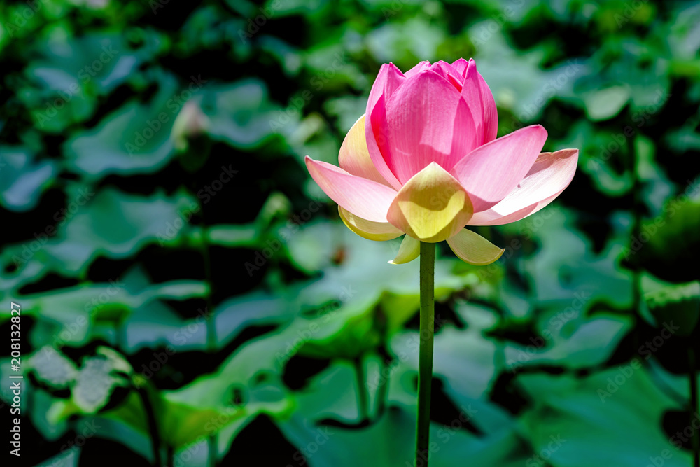 Obraz premium Pink Lotus