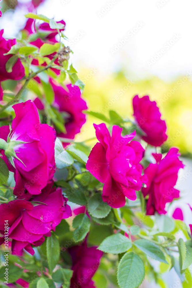 Chic red roses. Bush of red roses. Curly red rose