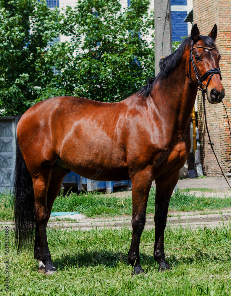 Fototapeta premium Horse