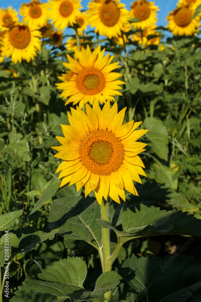 Sunflower field in full bloom Quebec, Canada. Sunflower field in full bloom Quebec, Canada.