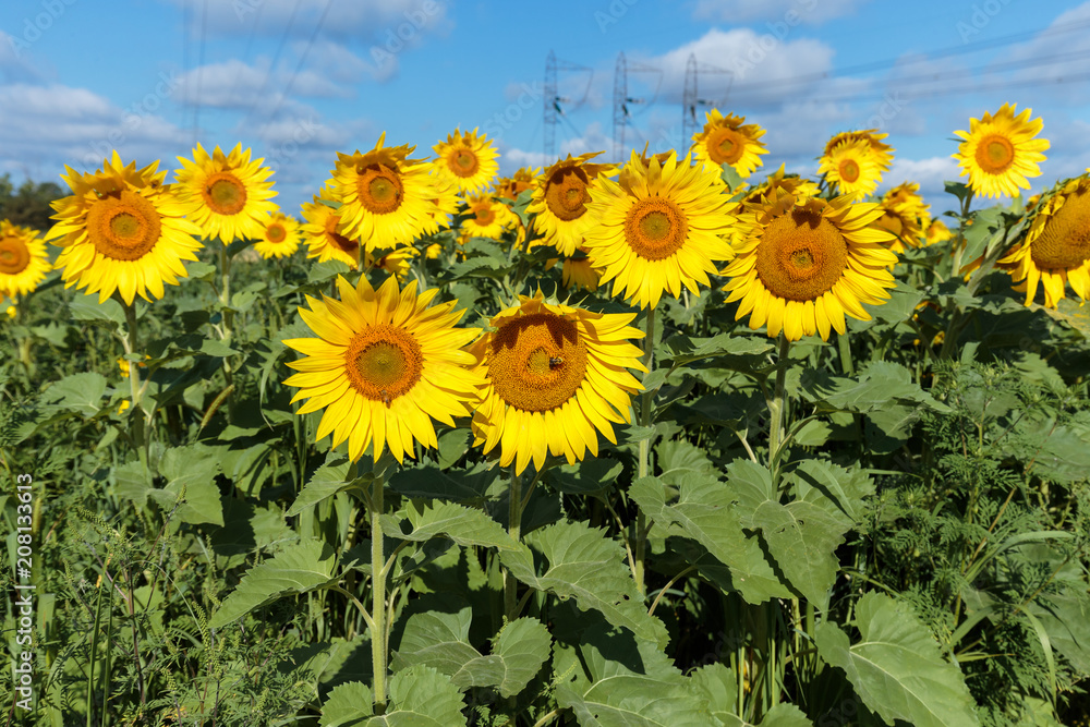 Obraz premium Sunflower field in full bloom Quebec, Canada.