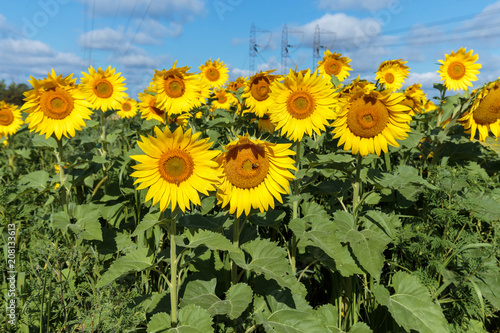 Sunflower field in full bloom Quebec  Canada.