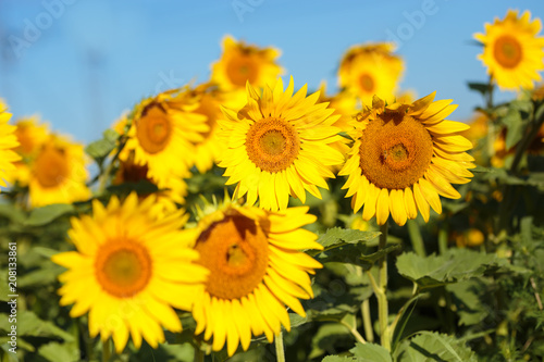 Sunflower field in full bloom Quebec  Canada.