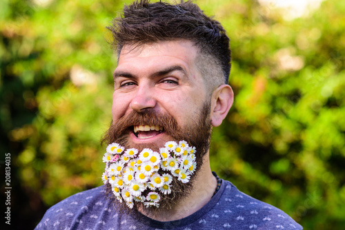 Barber and hairstyle concept. Man with beard and mustache on cheerful smiling face, green background, defocused. Bearded man with daisy flowers in beard. Hipster with bouquet of daisies in beard.