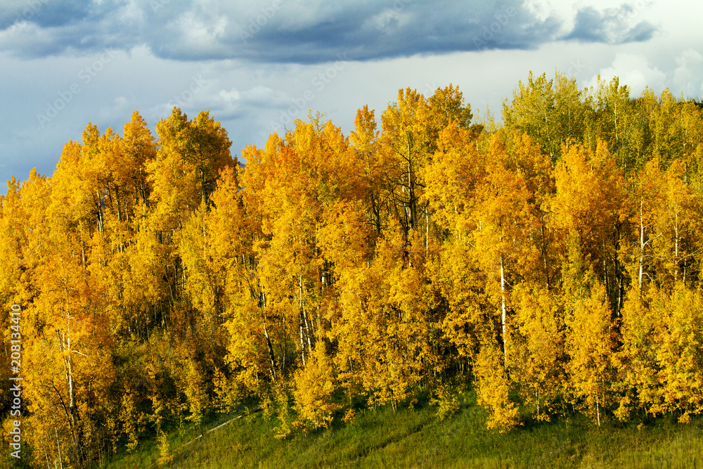 Strong Golden Stand of Aspen Trees on Kebler Pass, Colorado Strong Golden Stand of Aspen Trees on Kebler Pass, Colorado