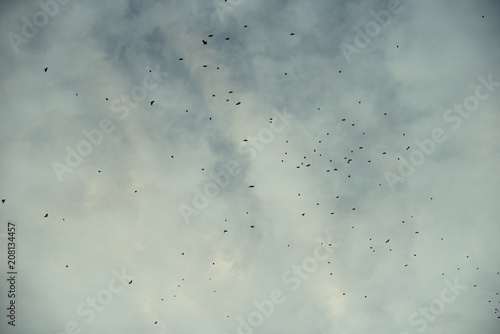 Minimal backlight picture of a huge flock of birds (starlings) flying at sunset in a dramatic cloudy sky framed by leafy treetops.