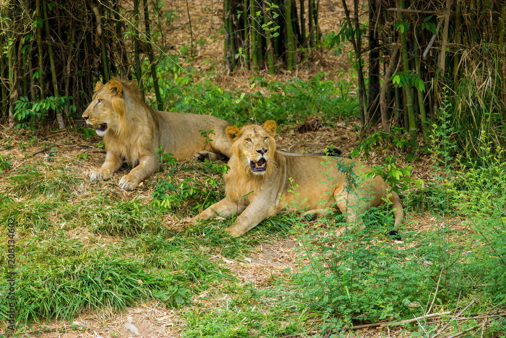 Asiatic Lion, now an edangered species shot in incredible India. Asiatic Lion, now an edangered species shot in incredible India.
