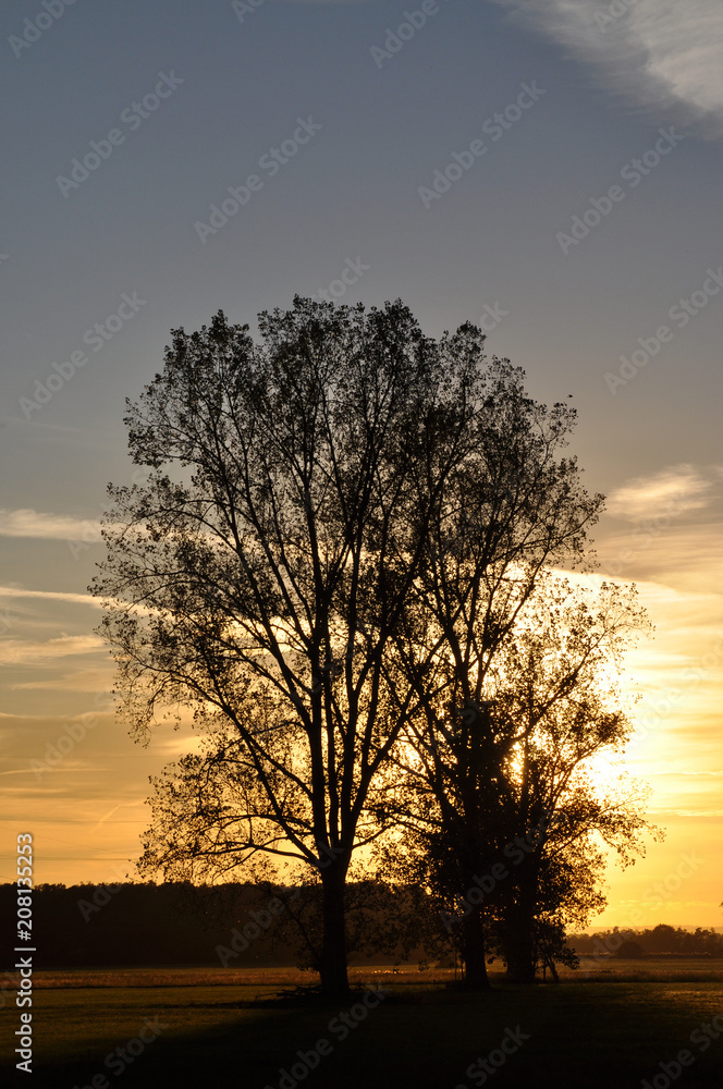 Baum bei Sonnenuntergang