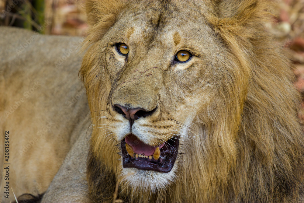 Asiatic Lion, now an edangered species shot in incredible India.