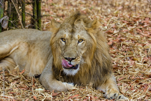 Asiatic Lion, now an edangered species shot in incredible India. photo