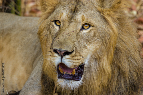 Asiatic Lion  now an edangered species shot in incredible India.