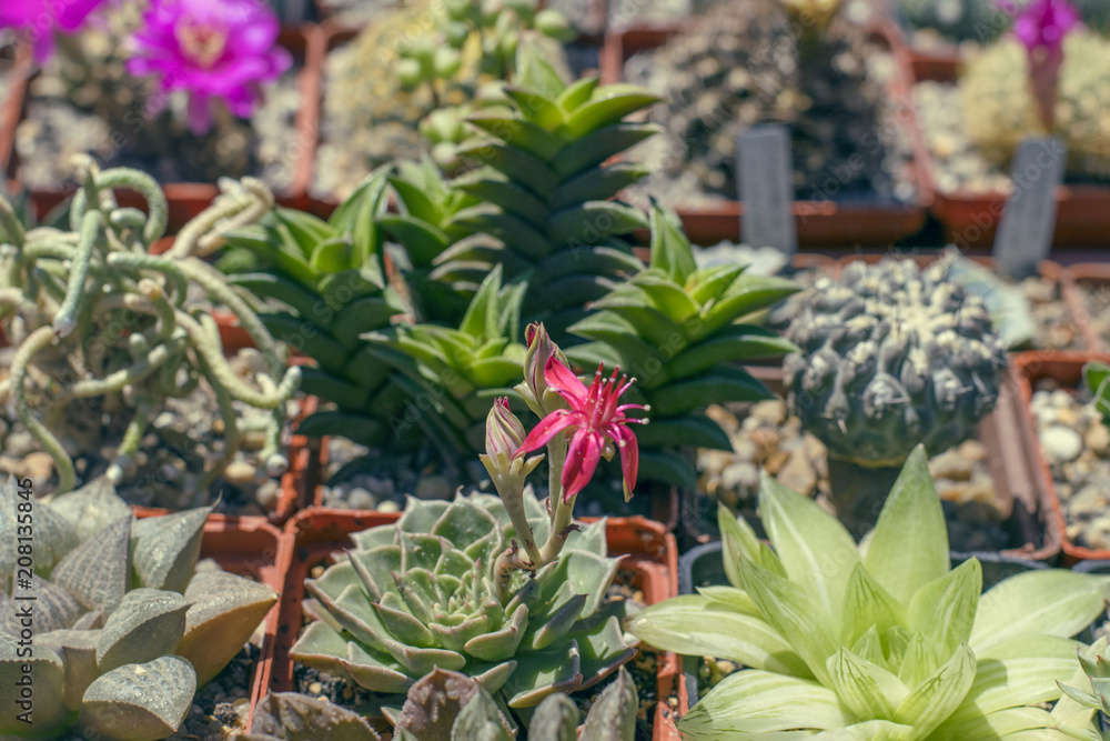 Obraz premium .Varieties of flowering succulents.Toning