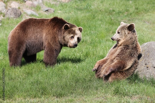 Brown bears in the nature