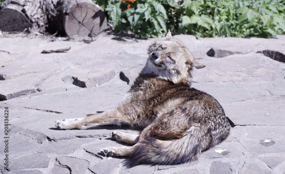 Fototapeta premium wolf