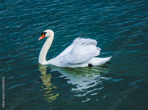 Unique elegance and beauty of swams drifting on the Upper Zurich Lake waters  Obersee   near Rapperswil  Switzerland