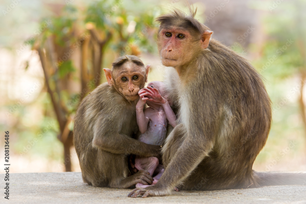 Bonnet macaque family near Bangalore India. Bonnet macaque family near Bangalore India.