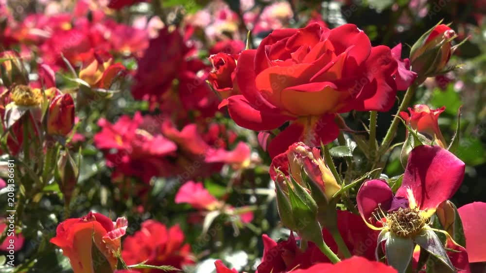 Close up of red roses in beautiful garden Close up of red roses in beautiful garden