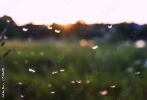 beautiful light seeds of a dandelion flower circling in the air on the background of the sunset sky on a summer meadow