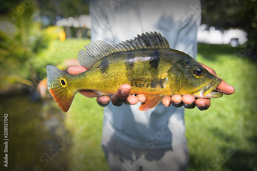 Exotic Peacock Bass 