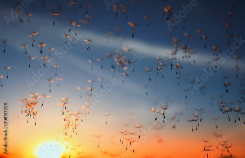 beautiful light seeds of a dandelion flower circling in the air on the background of the sunset sky on a summer meadow