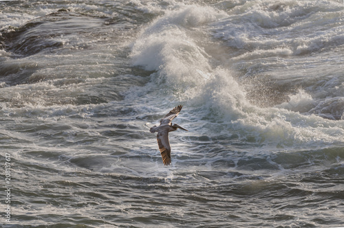 Brown Pelican out to Sea