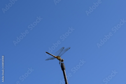 Dragonfly perched on truck antenna with bright blue blue sky  © FabisT