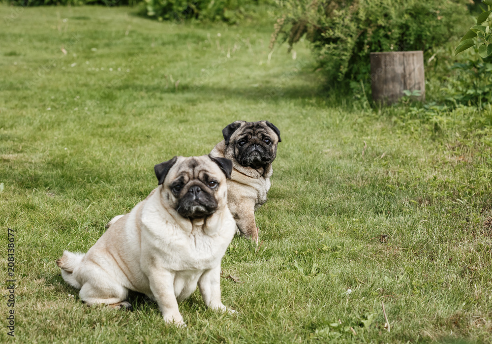 две собачки- мопсы сидят  на зеленой  на лужайке