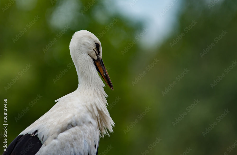Obraz premium Stork standing in nest