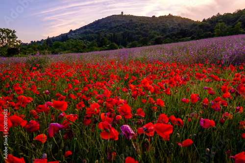 Champ de coquelicots et de grande mauve  malva syvestris  en Provence  France. Le Mont d Or en arri  re plan. Coucher de soleil.