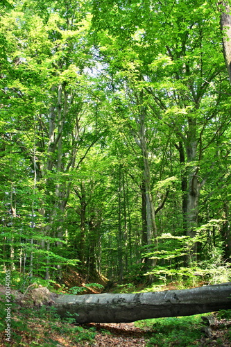  A fallen tree on a path in the forest