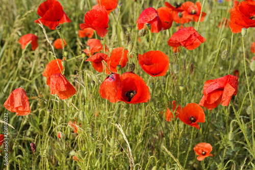 Mohnblumen  Klatschmohn  Papaver rhoeas  auf einer Wiese  Mecklenburg-Vorpommern  Deutschland  Europa