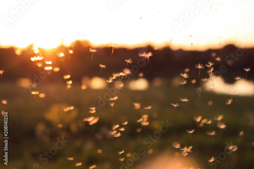 beautiful light seeds of a dandelion flower circling in the air on the background of the sunset sky on a summer