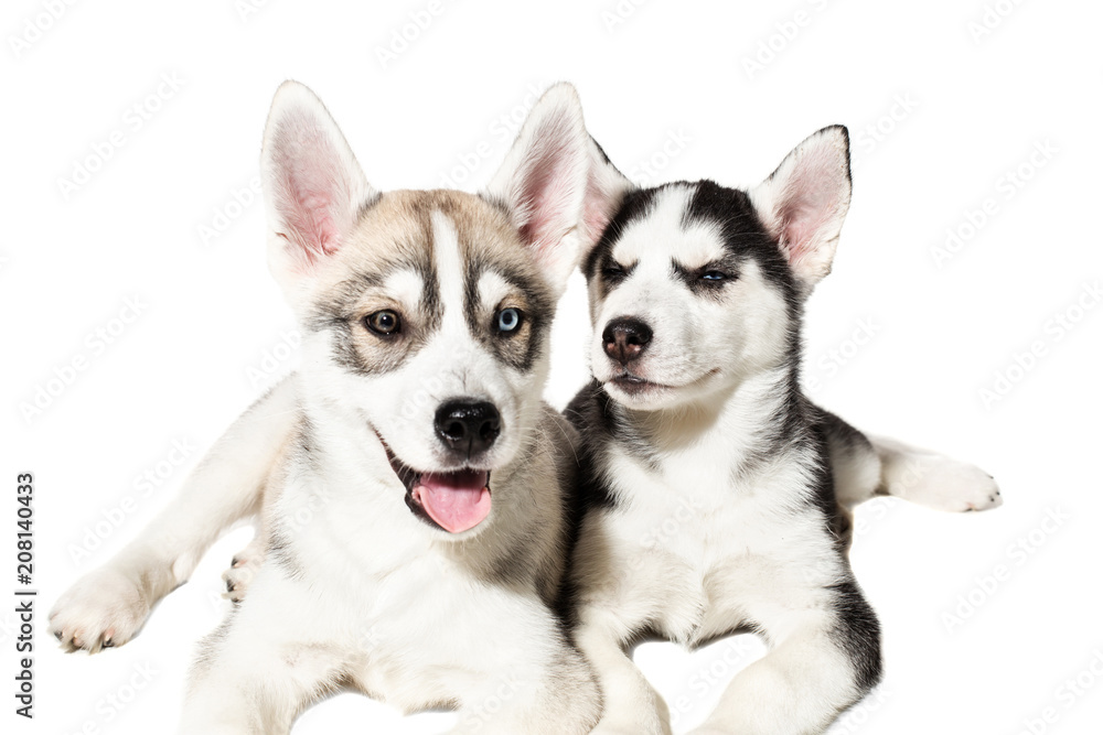 Two cute little husky puppies isolated on white background