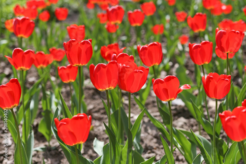 bright red tulips in the park outdoors
