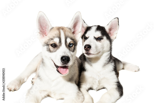 Two cute little husky puppies isolated on white background