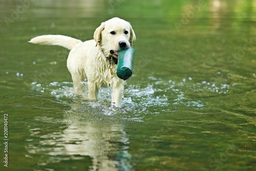 Happy cute wet puppy of young golden labrador retriever wading and splashing in water bringing green dummy in his mouth, schooling, reflection in water