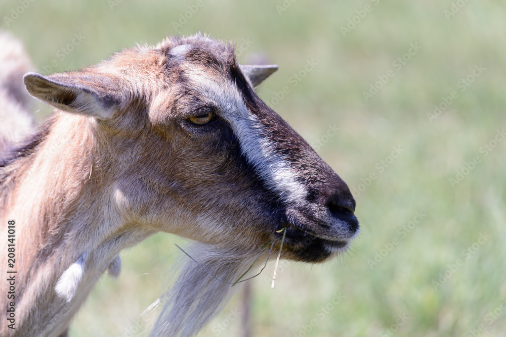 Fototapeta premium A large portrait of a young goat