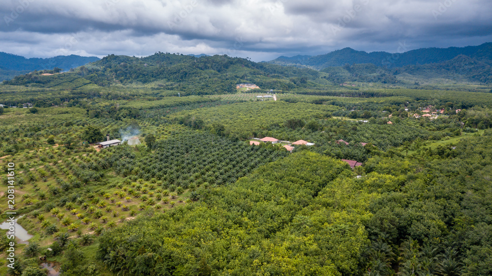 Aerial view of palm oil and date plantations hacked out of a tropical rain forest