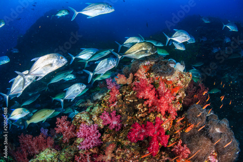 Fototapeta Naklejka Na Ścianę i Meble -  Jacks hunting on a colorful tropical coral reef