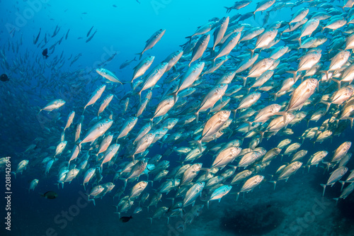 A huge school of fish in blue water above a tropical coral reef