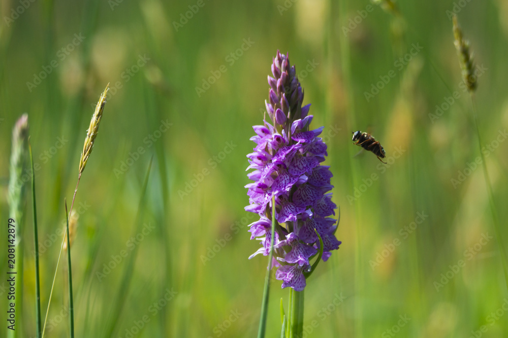 Marsh Orchid in the summer with bee flying to it, Cornwall, UK Marsh Orchid in the summer with bee flying to it, Cornwall, UK