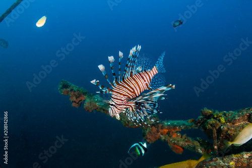 Predatory Lionfish above an old shipwreck in a tropical ocean