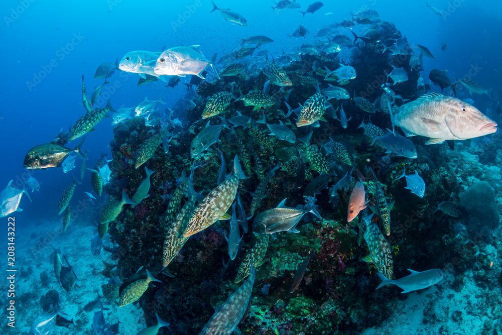 Emperor and Trevally hunting on a tropical coral reef Emperor and Trevally hunting on a tropical coral reef