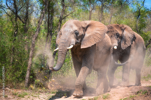 Elephants taking a dust shower