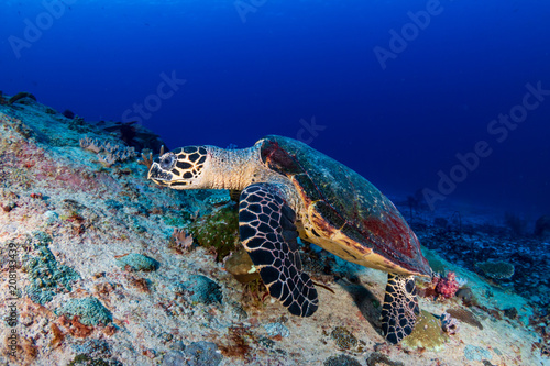 Hawksbill Sea Turtle feeding on a tropical coral reef © whitcomberd