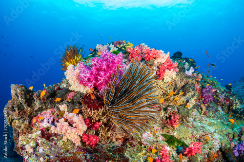 Fototapeta Naklejka Na Ścianę i Meble -  Colorful tropical fish swim around a healthy coral reef